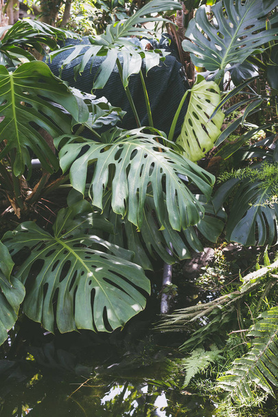 Hermosas hojas tropicales verdes Monstera
 - Foto, imagen