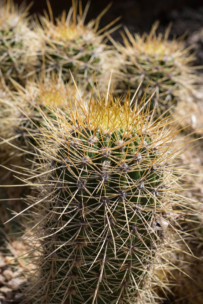 Cactus. Close up of green succulent or cactus plant with sharp spikes outside - 写真・画像