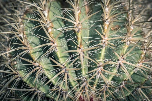Cactus. Close up of green succulent or cactus plant with sharp spikes outside - Fotó, kép