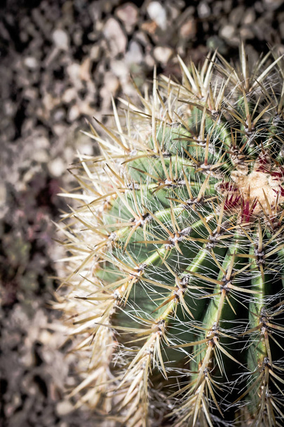 Cactus. Close up of green succulent or cactus plant with sharp spikes outside - Foto, Imagen