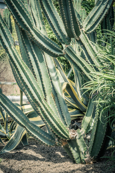 Kaktusz. Éles tüskékkel, kívül zöld zamatos vagy kaktusz növény közelről - Fotó, kép