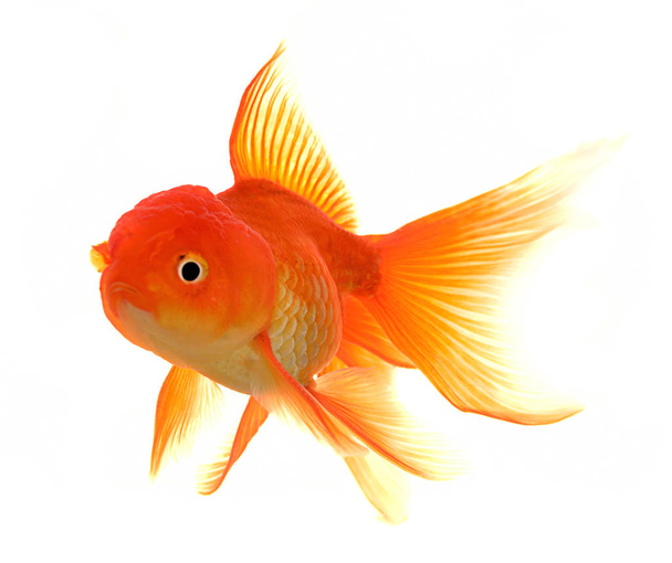 Peixe-dourado sobre fundo branco
 - Foto, Imagem