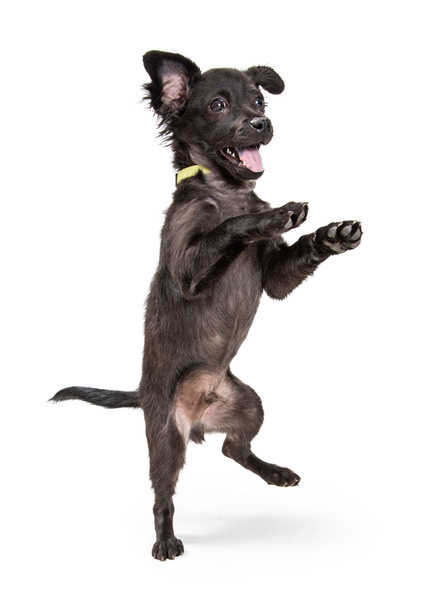Смішний молодий чорний колір змішаний маленька порода цуценя, що стоїть на задніх ногах, щоб танцювати і грати
 - Фото, зображення