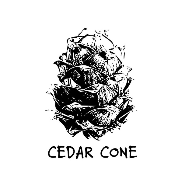 Cedar cone, sketch for your design - Vector, Image