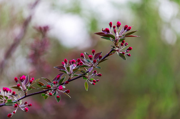 Blooming cherry branch. Close-up - Фото, зображення