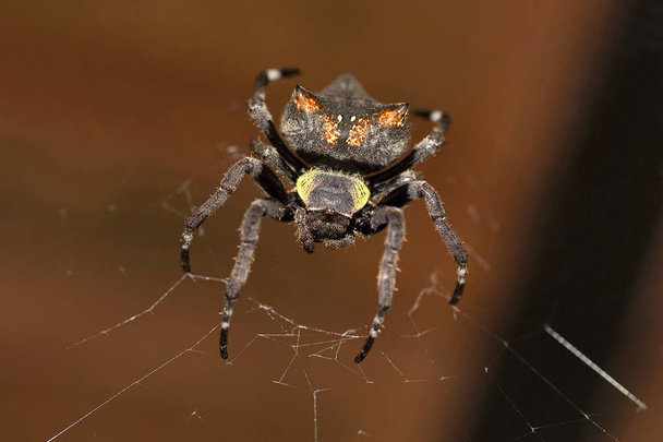Garden spider, Parawixia dehaani, Araneidae, Agumbe ARRSC Karnataka  India - Photo, Image