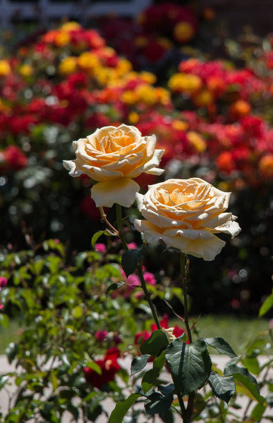 Рожевий сад повний красивих свіжих троянд
 - Фото, зображення