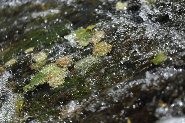 hojas flotando sobre rocas lisas del río
 - Foto, imagen