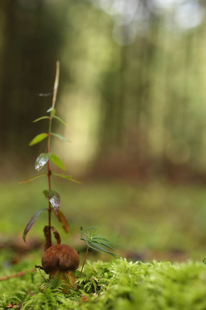 Kis barna tinóru gomba növekszik az őszi zöld moha - Fotó, kép