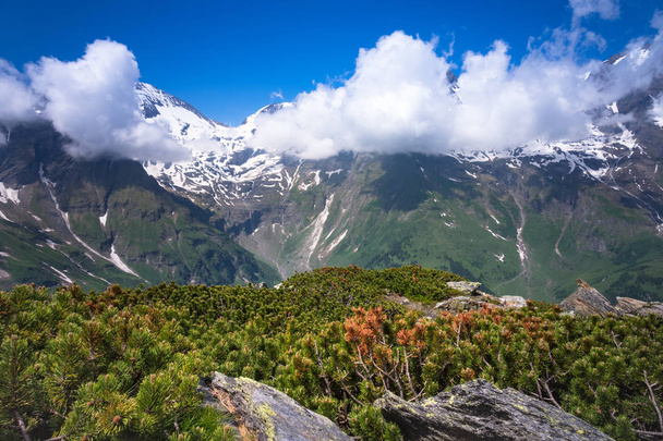Hohe Tauern Itävallassa lumihuippuiset vuoret ja hiipivä mänty etualalla
 - Valokuva, kuva