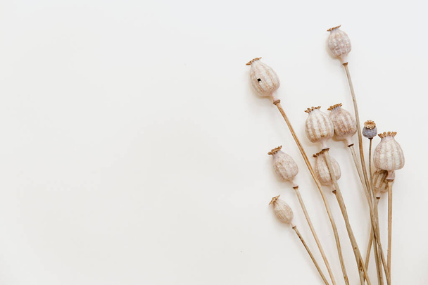 Dried poppy heads  on white background - Foto, immagini
