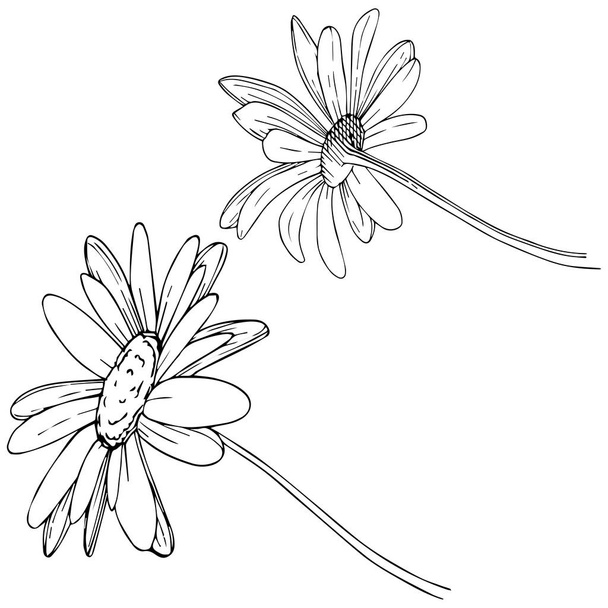 Daisy elszigetelt vektor stílusban. A növény neve: Daisy. Vektor virág a háttér textúra, burkoló minta, keret vagy határ. - Vektor, kép