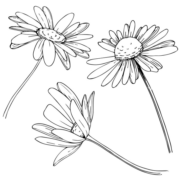 Daisy elszigetelt vektor stílusban. A növény neve: Daisy. Vektor virág a háttér textúra, burkoló minta, keret vagy határ. - Vektor, kép