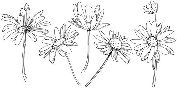 Daisy in uno stile vettoriale isolato. Nome completo della pianta: Daisy. Fiore vettoriale per sfondo, texture, motivo avvolgente, cornice o bordo
. - Vettoriali, immagini