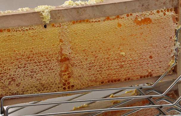 Päällystämätön hunajakenno ruostumattomasta pidikkeestä
 - Valokuva, kuva