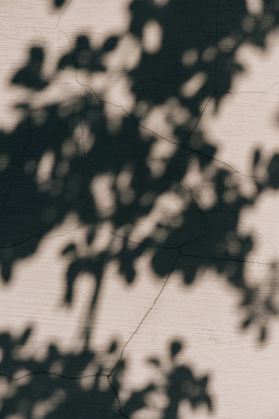 full frame image of wall with shadow of leaves background  - Φωτογραφία, εικόνα