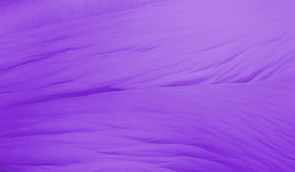 Abstract background of pelican feathers toned in the color of the year Pantone ultra violet. Close up. - Photo, Image