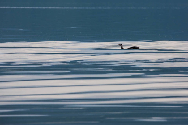 Merimetsojen siivet Kerkini-järvessä, osittainen näkymä
 - Valokuva, kuva
