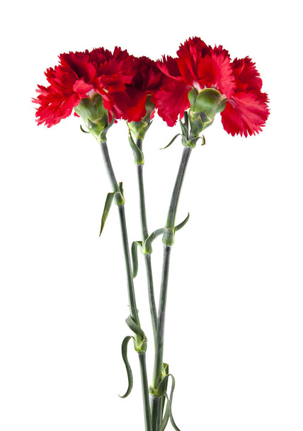 vörös szegfű virágok elszigetelt fehér háttér - Fotó, kép