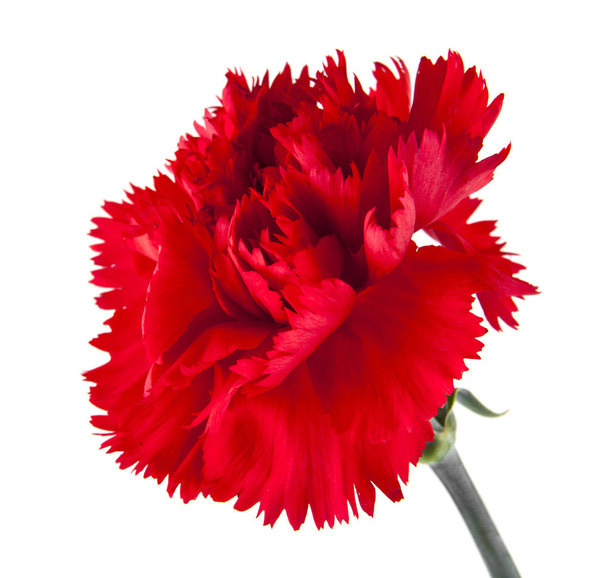 clavel rojo flores aisladas sobre fondo blanco - Foto, imagen