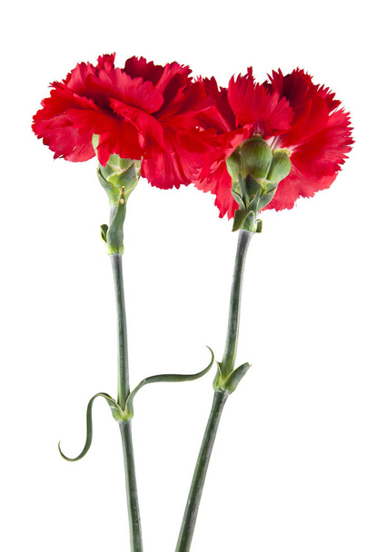 Червоні квіти гвоздик ізольовані на білому тлі
 - Фото, зображення