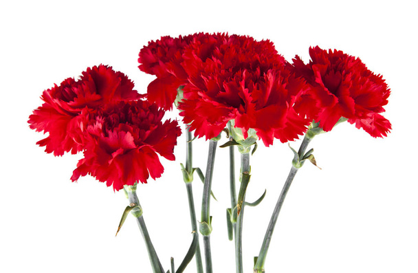 clavel rojo flores aisladas sobre fondo blanco - Foto, Imagen