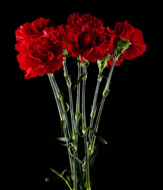 red carnations isolated on a black background - Photo, Image