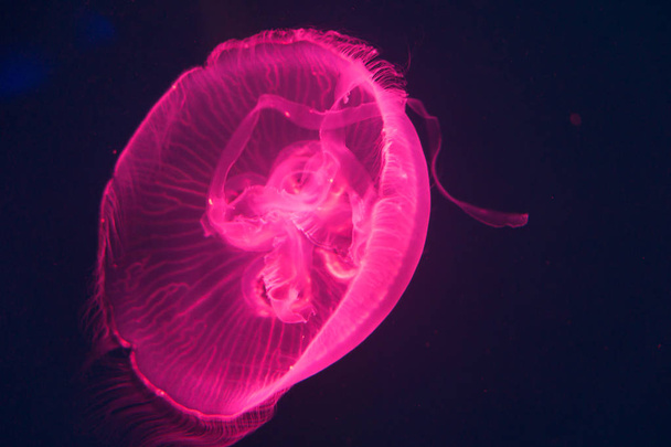 Гигантская розовая медуза плавает в море, найдена в Чонбури, Таиланд
 - Фото, изображение