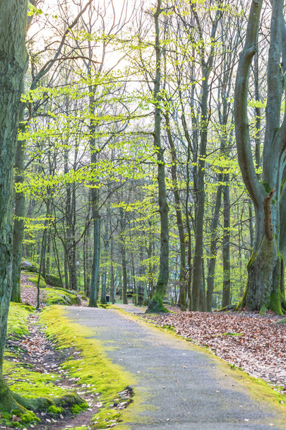 Pôr do sol espreitando através de folhas verdes na floresta com uma trilha de caminhada, Gotemburgo, Suécia
 - Foto, Imagem