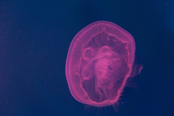 La grande méduse rose flottante nage dans la mer
 - Photo, image