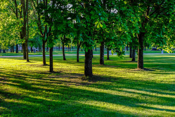 břízou listí a větvičky na tmavém pozadí se sluneční paprsky v sunrise. parku scéna pro rekreaci a mír - Fotografie, Obrázek