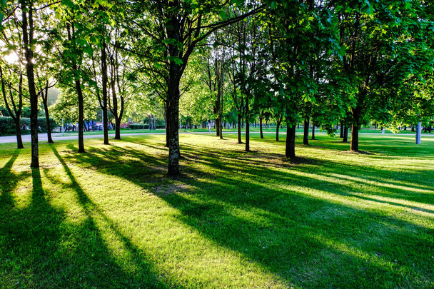 feuilles et branches de bouleau sur fond sombre avec des rayons de soleil au lever du soleil. scène de parc pour les loisirs et la paix
 - Photo, image