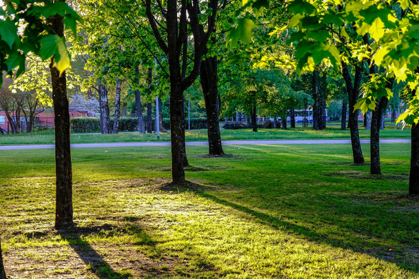 břízou listí a větvičky na tmavém pozadí se sluneční paprsky v sunrise. parku scéna pro rekreaci a mír - Fotografie, Obrázek
