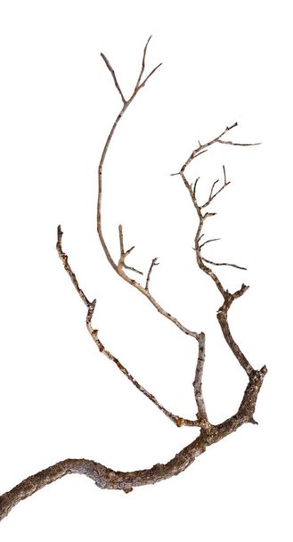 Primer plano de la rama seca
  - Foto, imagen