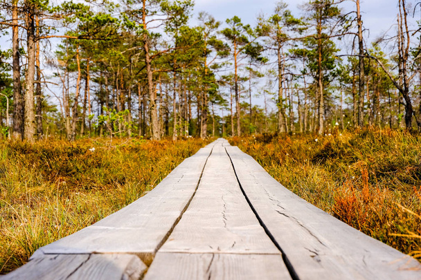 wooden boardwalk in swamp tourist trail with trees, resting area and sun rays in colorful summer weather - Fotoğraf, Görsel