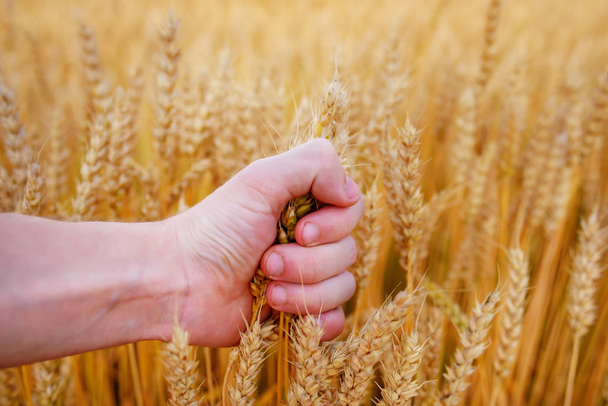 As orelhas de trigo na mão do homem. Campo no pôr do sol Colheita
 - Foto, Imagem