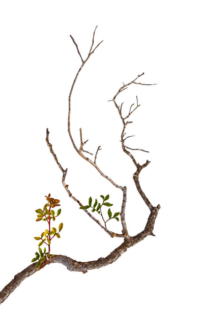 Árbol seco aislado en blanco - Foto, Imagen