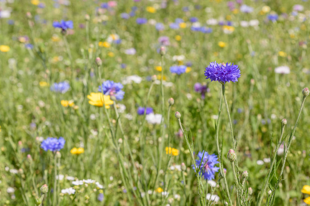 A field full of wild flowers on a sunny day during early summer with depht of field and a blue corn flower in focus. - Photo, Image