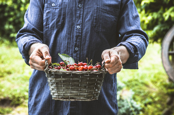 Organic fruit. Farmers hands with freshly harvested fruit. Fresh organic cherries. - Photo, Image