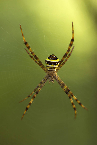 Podpis pavouk křižák sp, Araneidae Manutripura Indie - Fotografie, Obrázek