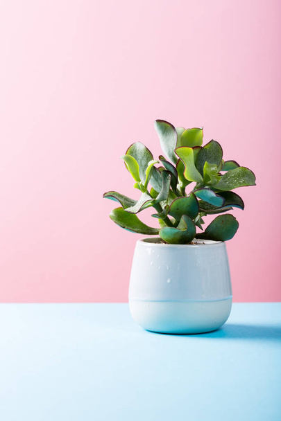 Indoor plant succulent plant in gray ceramic pot - 写真・画像