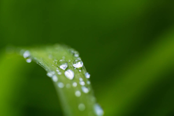 Πράσινο γρασίδι με closeup σταγόνες δροσιάς. Φυσικό καλοκαιρινό φόντο.  - Φωτογραφία, εικόνα
