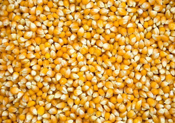 Corn kernels for consumption. - Фото, изображение