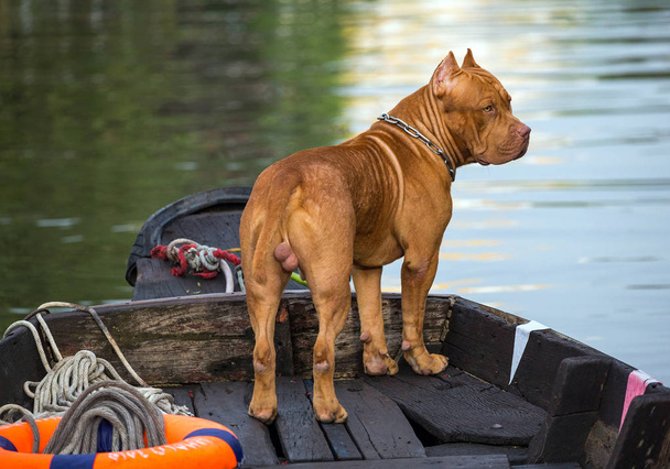 Pit Bull dog αρσενικά μόνιμη στο πλοίο. - Φωτογραφία, εικόνα
