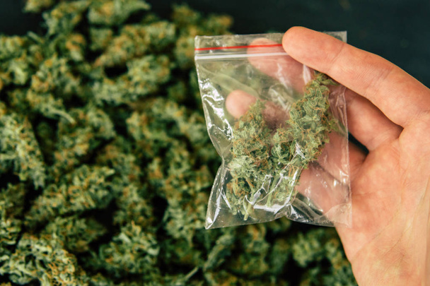 les mains d'un homme sur fond de cônes frais de fleurs de cannabis roulé joint avec de la marijuana
 - Photo, image