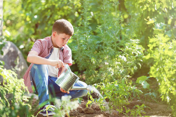 Young boy pouring green plant in the garden - Fotoğraf, Görsel