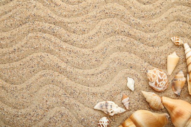 Seashells on beach sand - Valokuva, kuva