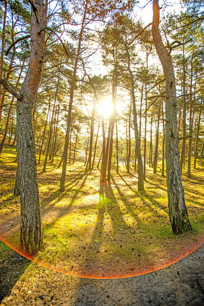 forest at the Baltic coast in Poland in back light - Photo, Image