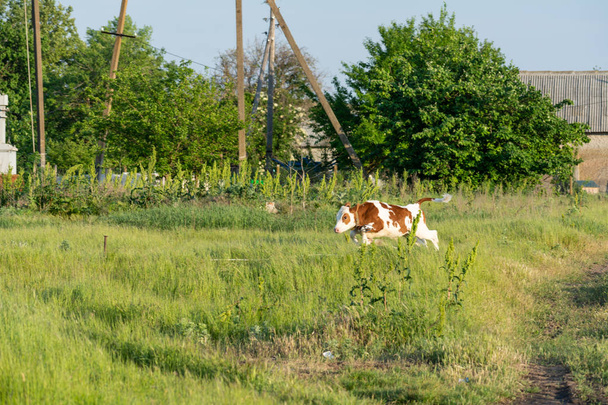 Jóvenes terneros galopan por el prado al atardecer del día
 - Foto, imagen