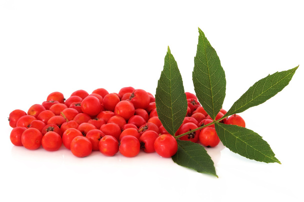 Rowan berry meyve - Fotoğraf, Görsel